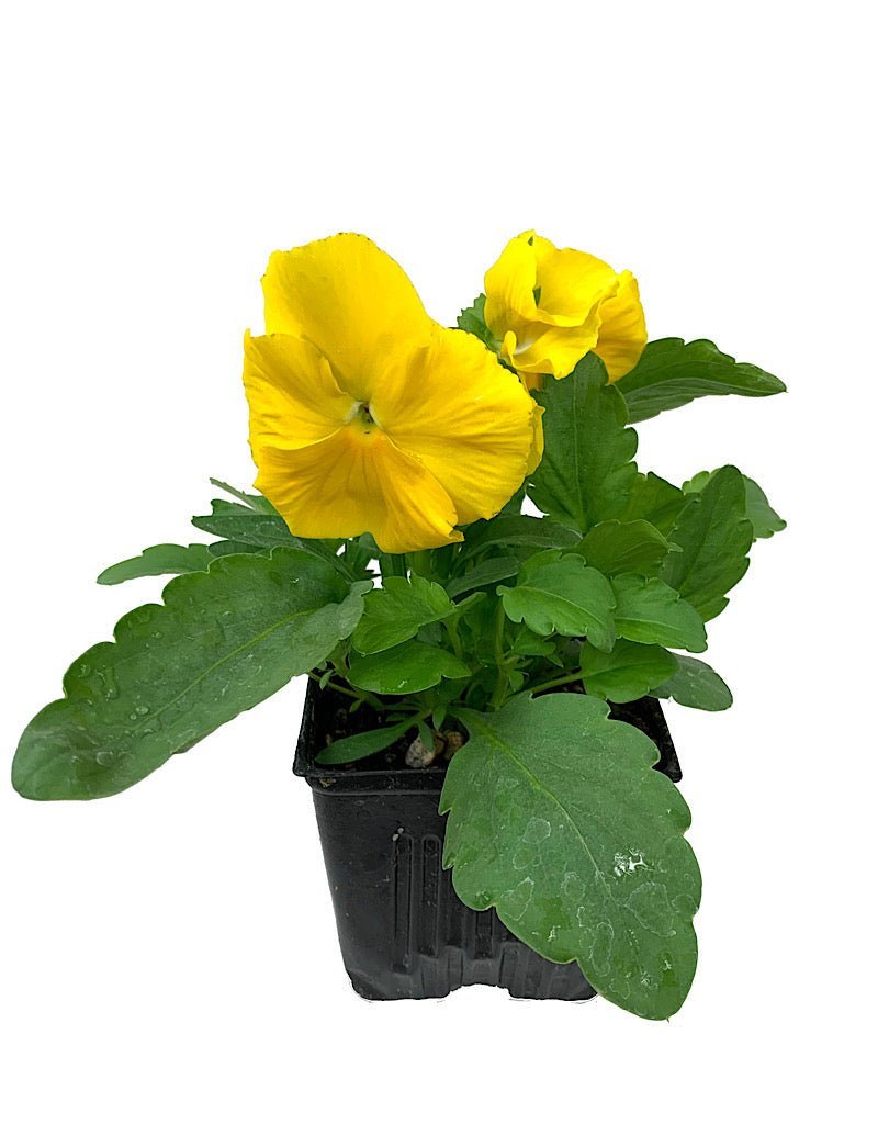 Pansy - Seasonal Plant