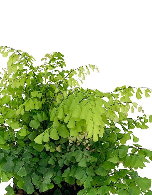 Adiantum venustum - The Garden Corner