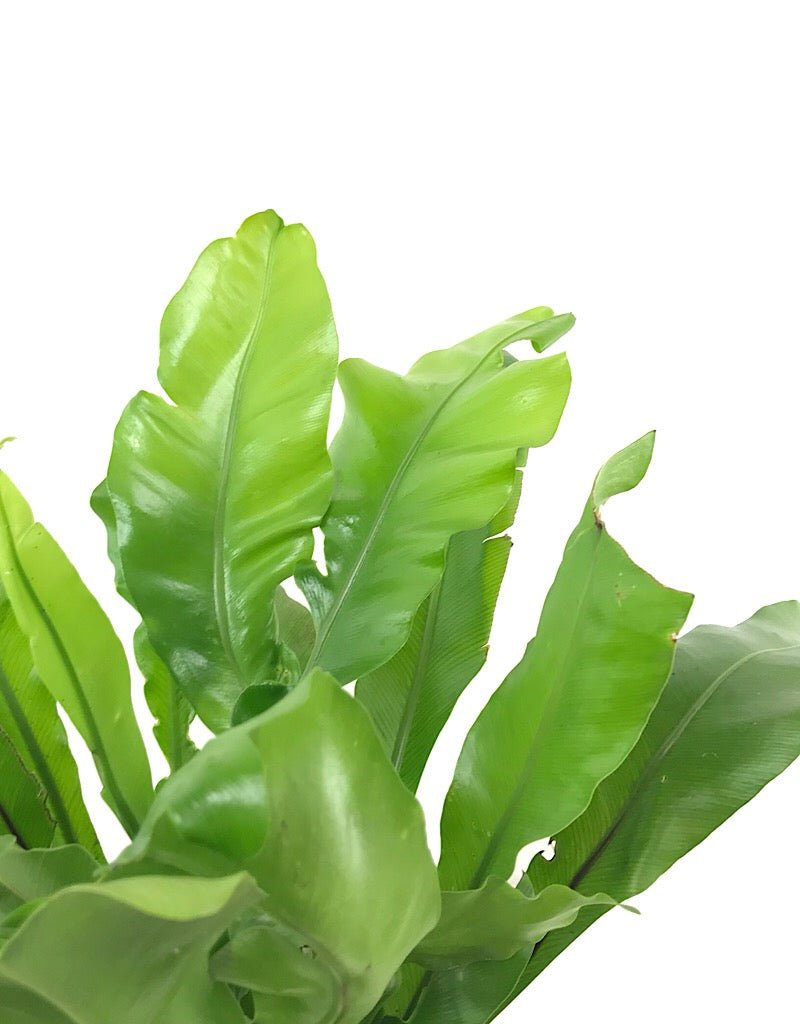 Asplenium antiquum 'Victoria' 6 inch - The Garden Corner