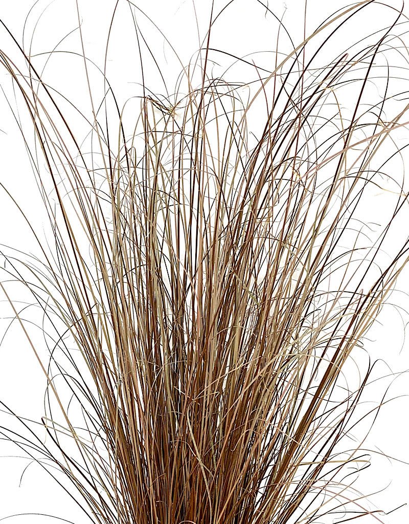 Carex 'Red Rooster' - Perennials