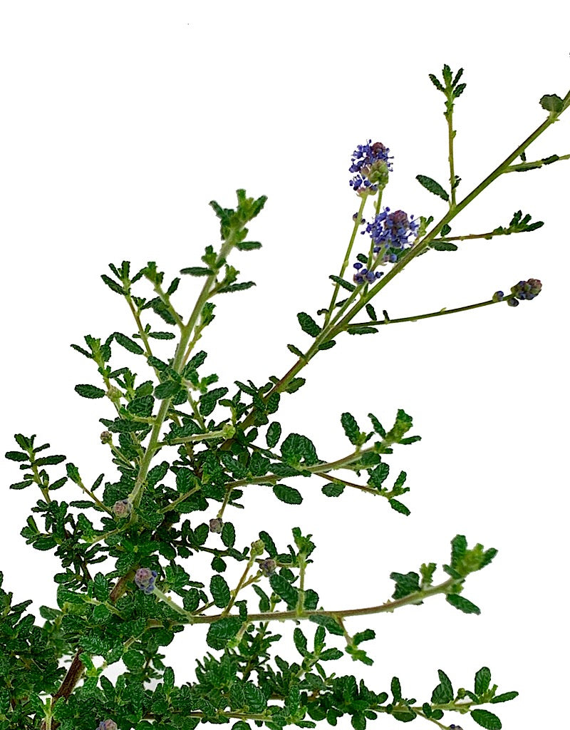 Ceanothus 'Julia Phelps' 2 gal