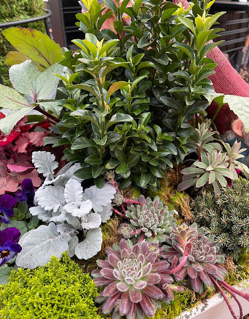 Sempervivum €˜Pacific Plum Fuzzy 4 Inch - The Garden Corner