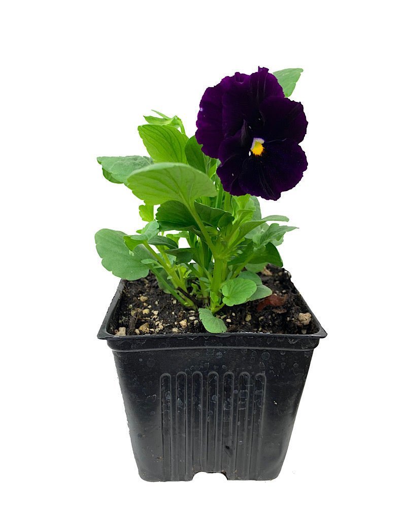 Pansy - Seasonal Plant