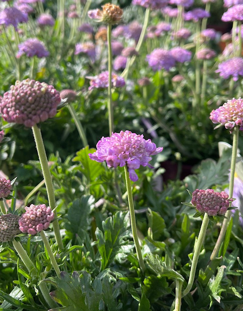 Scabiosa columbaria 'Butterfly Blue' - The Garden Corner
