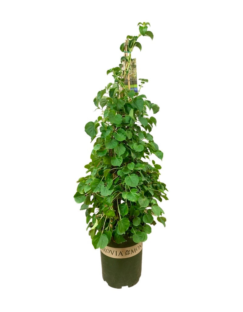 Hydrangea anomala petiolaris