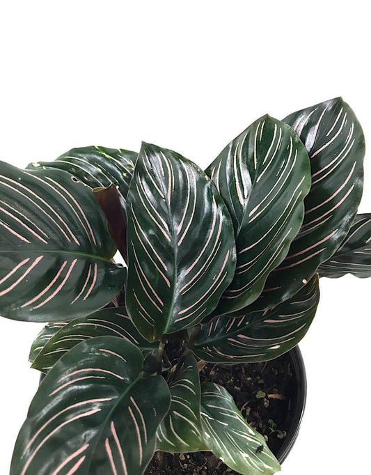 Calathea ornata 'Sanderiana' 6 inch - The Garden Corner
