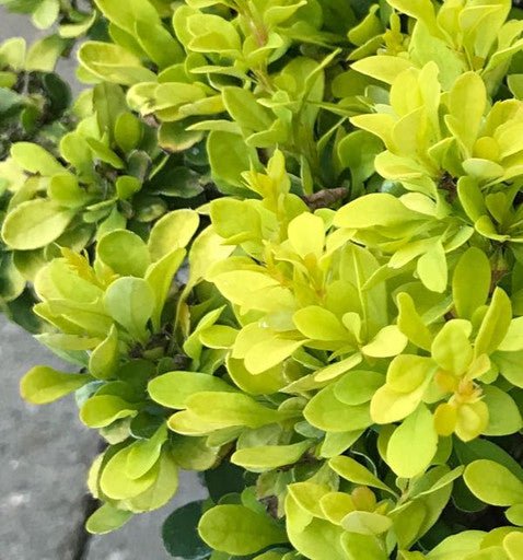 Berberis 'Tiny Gold' 1 gal - The Garden Corner