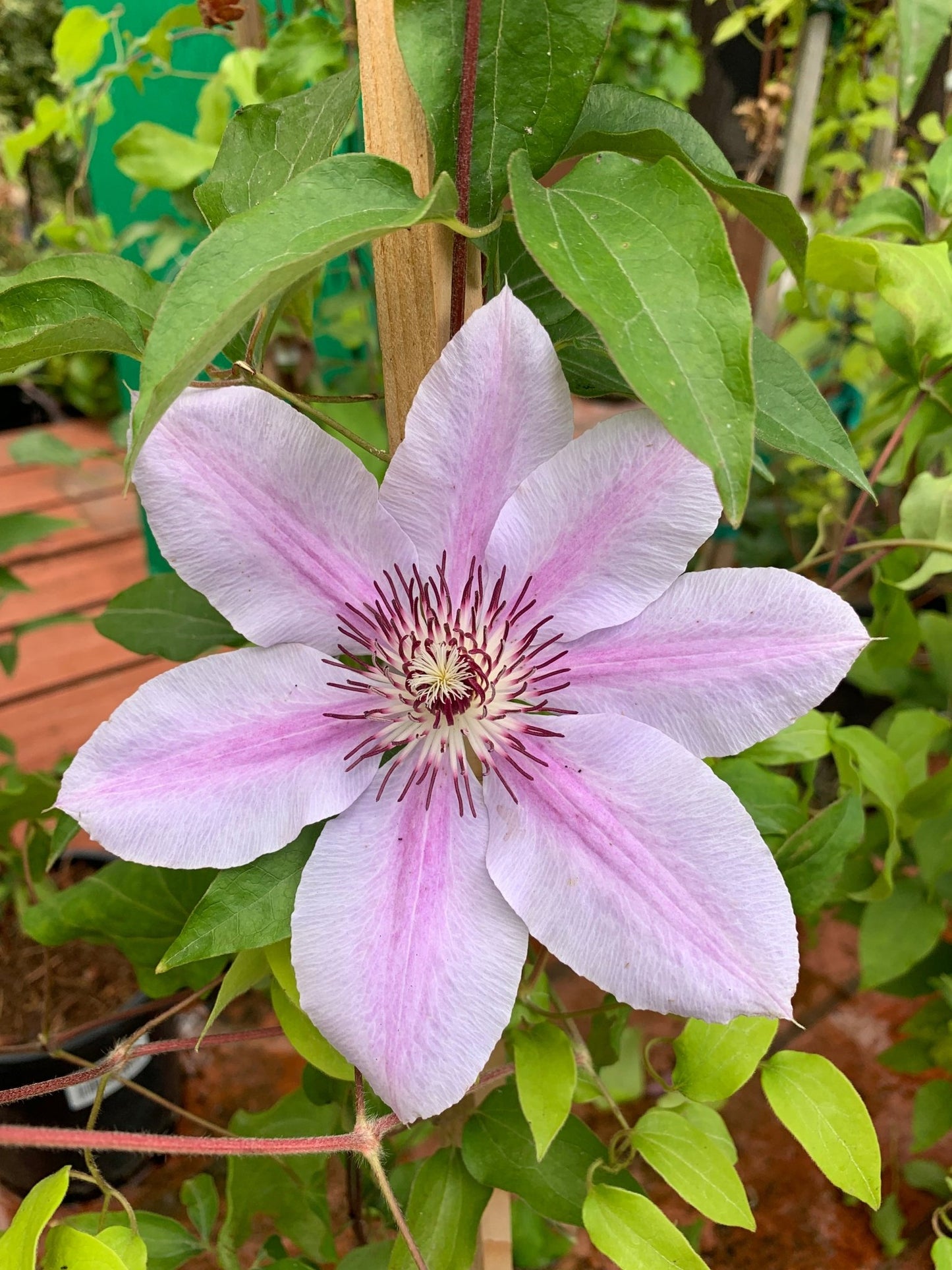 Clematis 'Nelly Moser' 1 Gallon - The Garden Corner