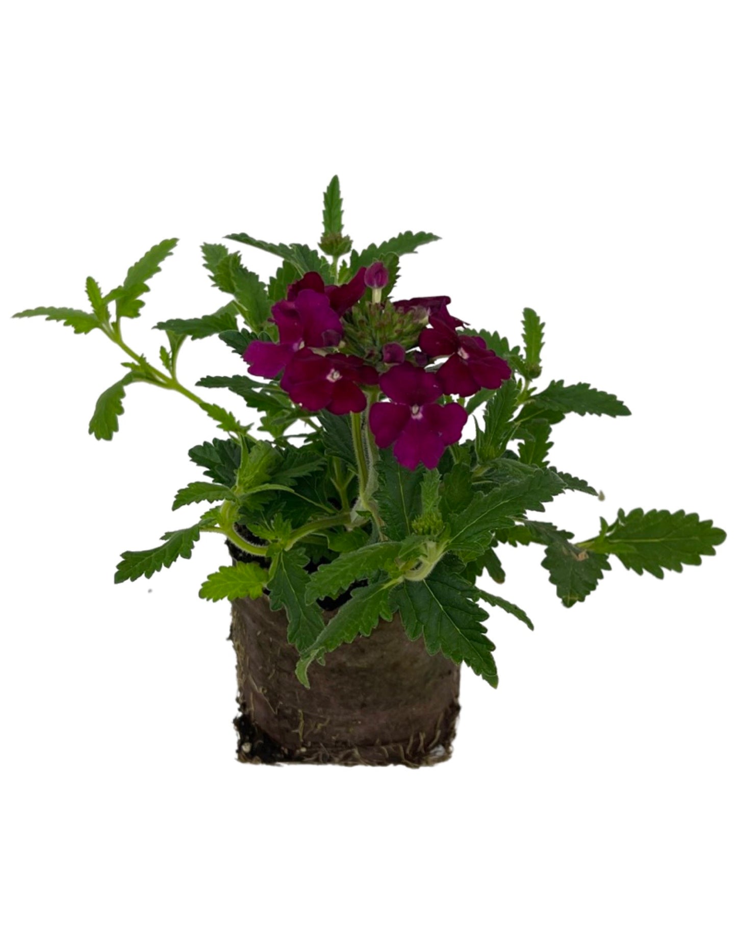 Verbena 'Empress Flair Burgundy'