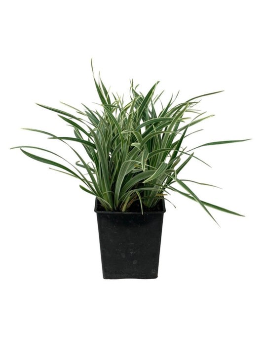 Ophiopogon japonicus 'Pam Harper' - The Garden Corner