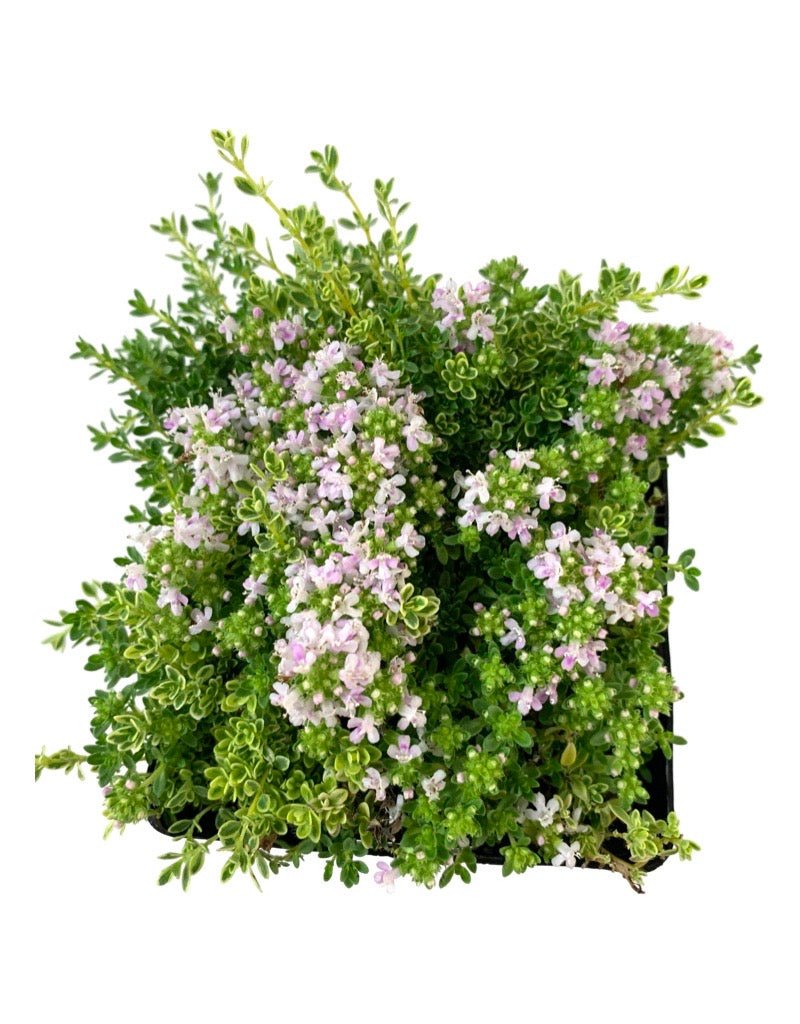 Thymus praecox 'Highland Cream' - Groundcovers
