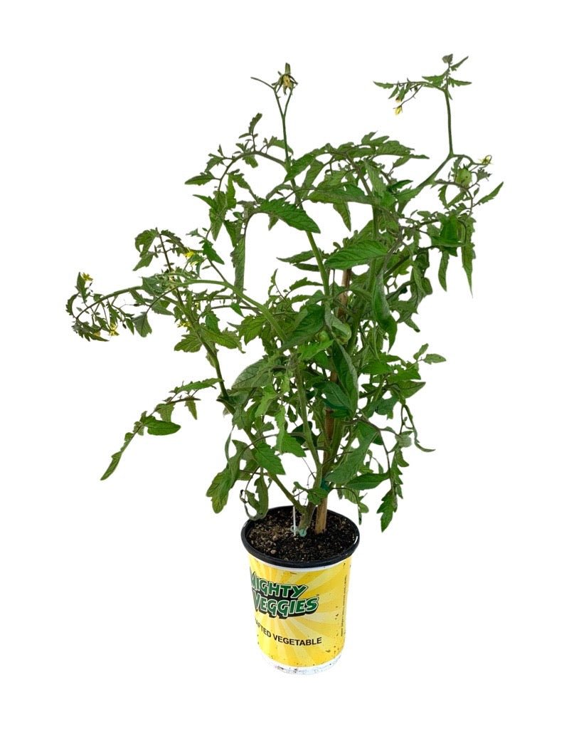 Tomato Grafted 'Cherokee Purple' 1 Gallon - The Garden Corner