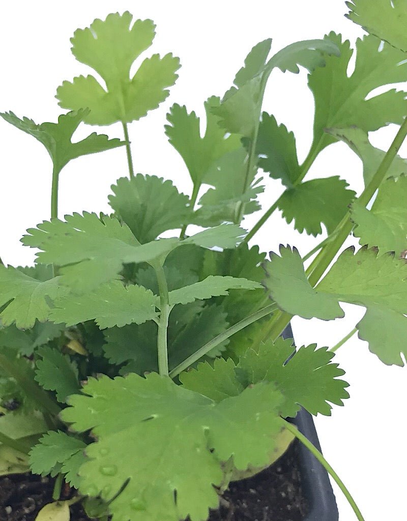 Cilantro - The Garden Corner