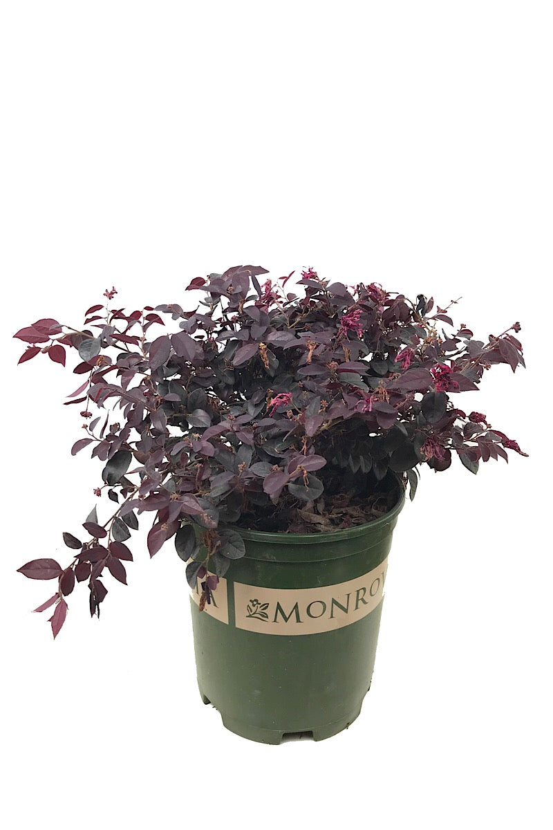 Loropetalum c. 'Chang Nian Hong' 2 gal