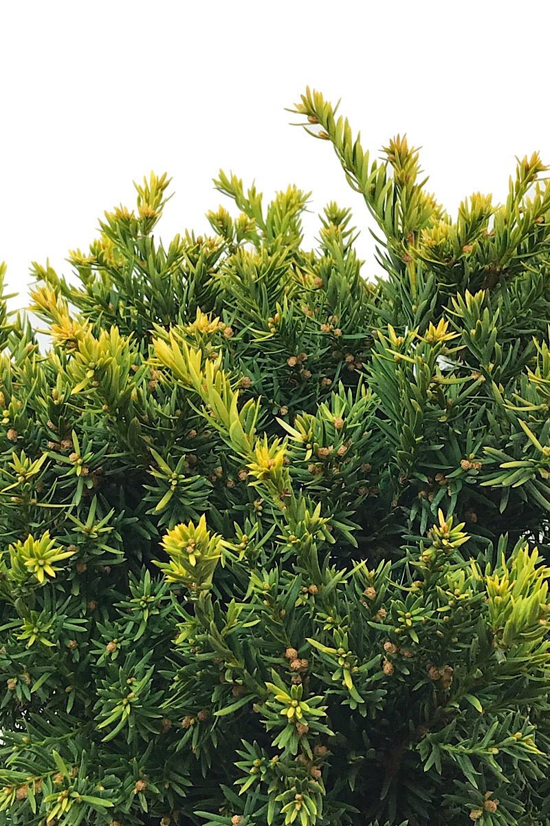 Taxus cuspidata 'Nana Aurescens' 3 gal - The Garden Corner