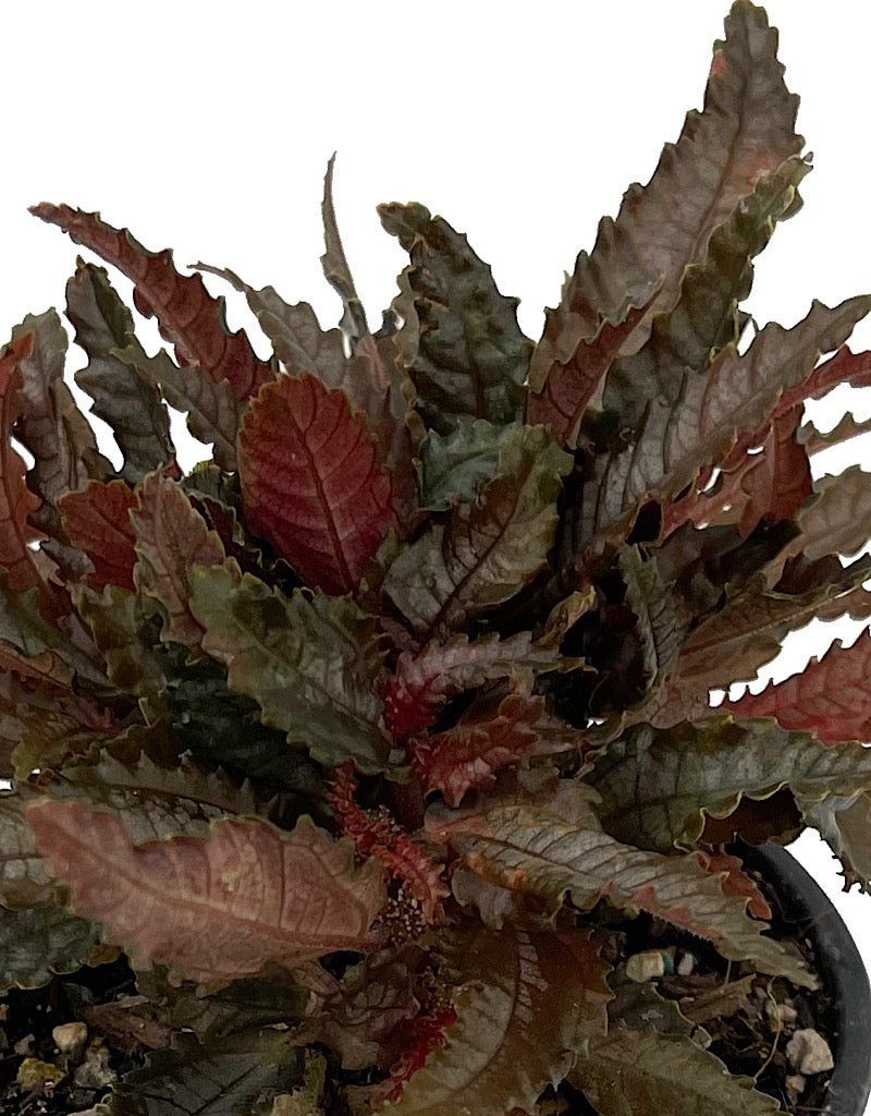 Pilea 'Dark Mystery' Quart - The Garden Corner