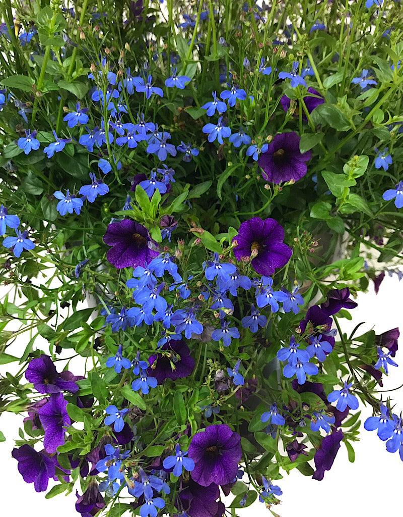 Rebel Basket Combination 2 - Annuals