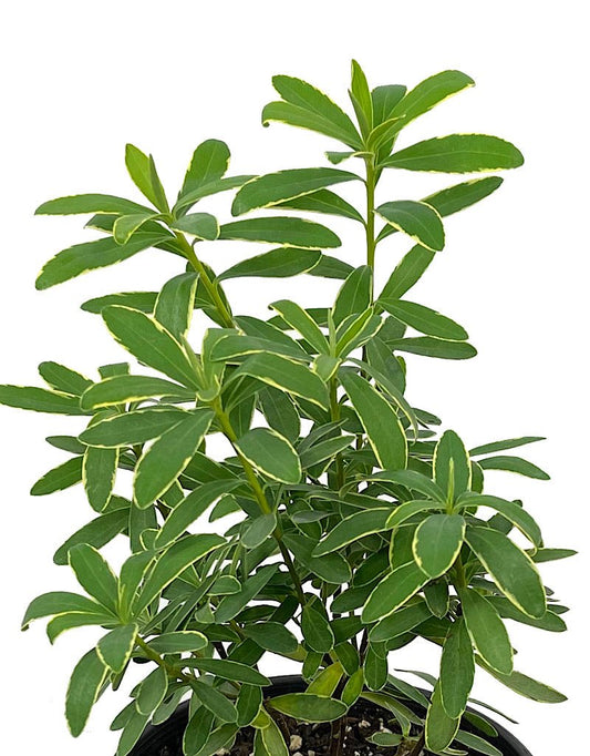 Daphne x transatlantica 'Summer Ice' 1 Gallon - The Garden Corner