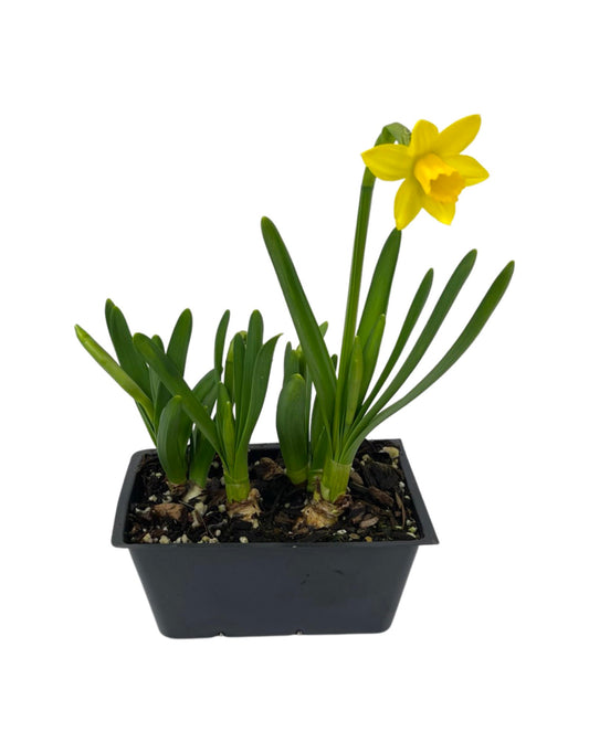 Narcissus 'Tete - a - Tete' - The Garden Corner