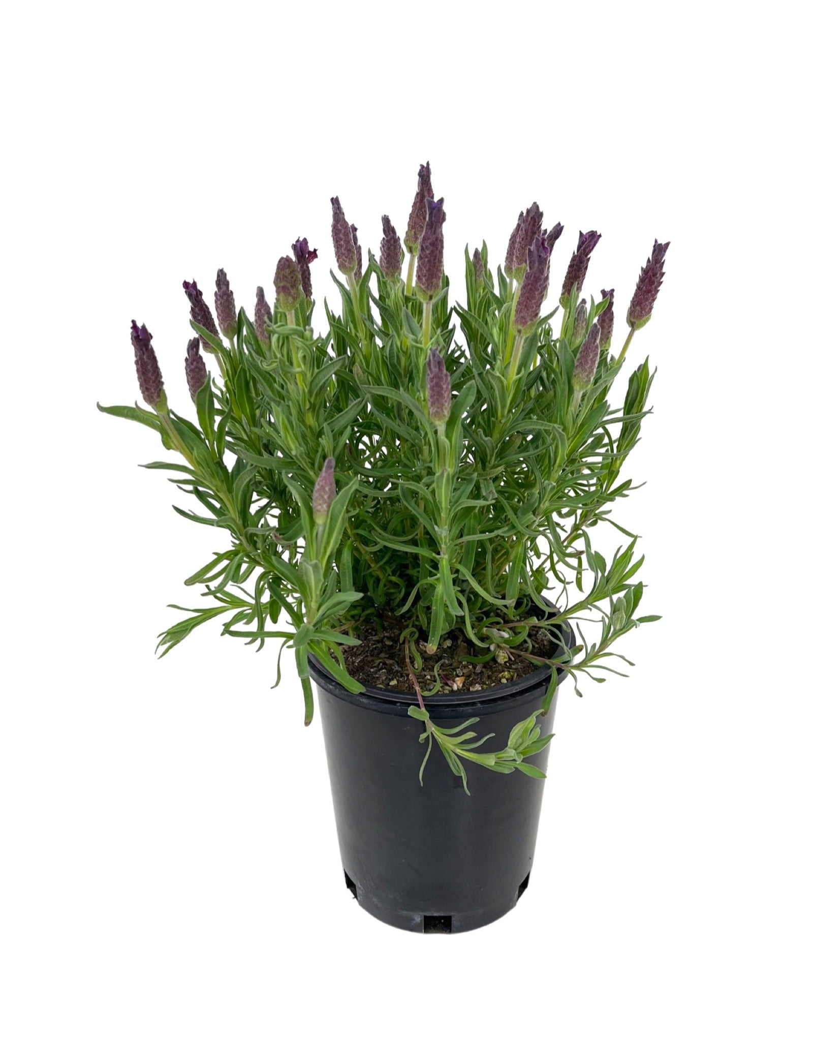 lavela lavender plant Lavandula stoechas 'LaVela Dark Violet' – The Garden Corner