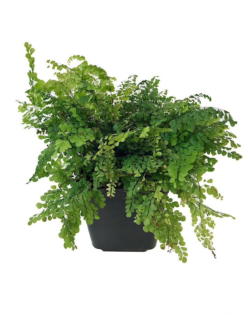 Adiantum venustum - The Garden Corner