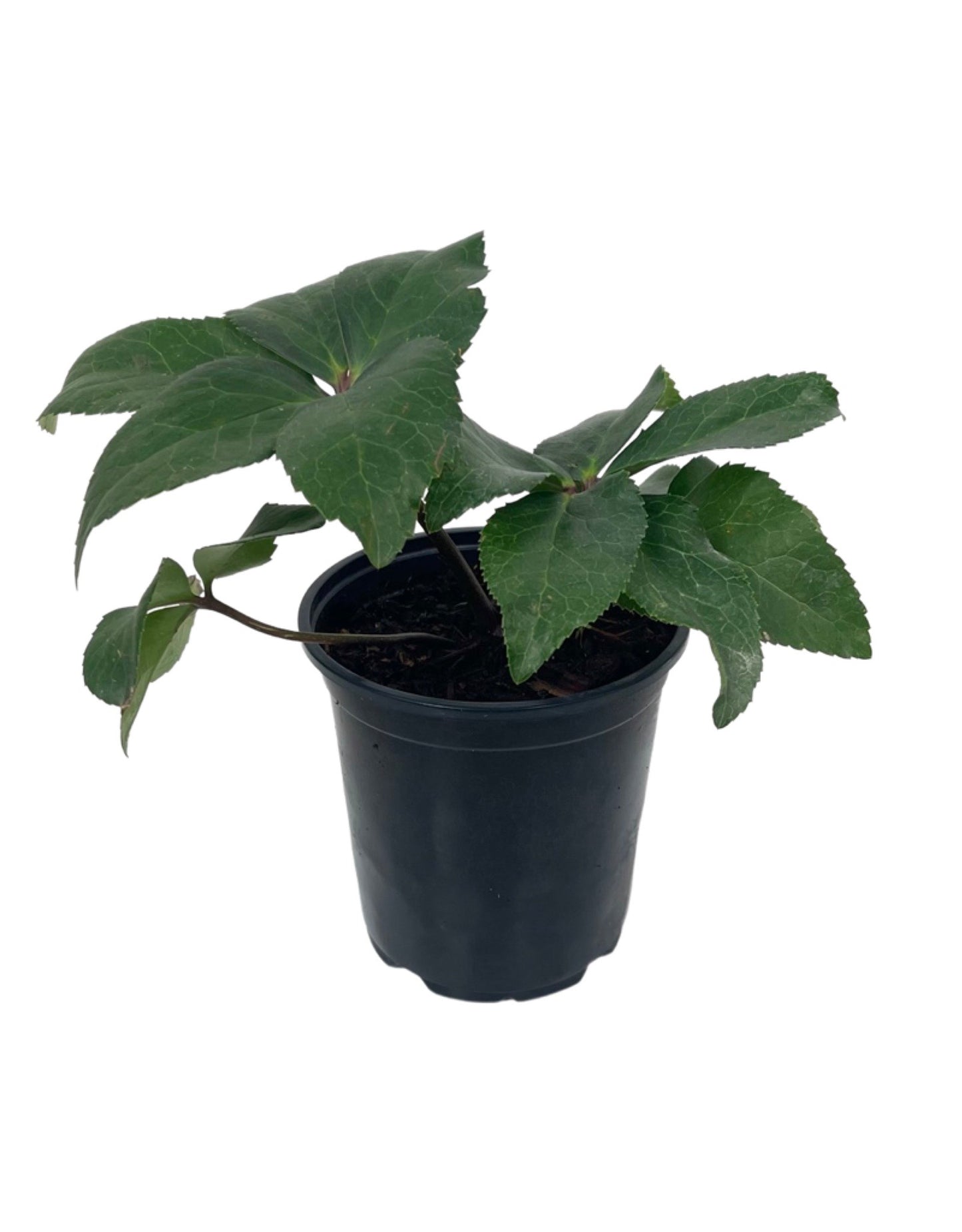 Helleborus 'Ice N' Roses Early Rose' - The Garden Corner