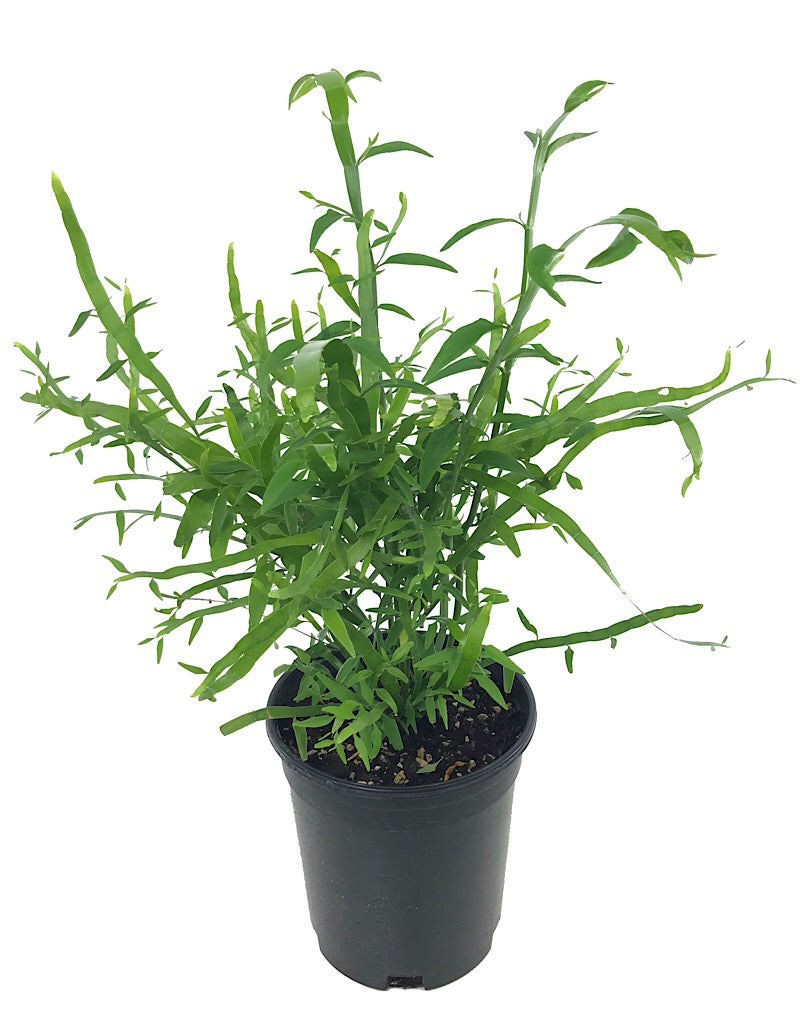 Homalocladium 'Ribbon Bush' - 1 gal