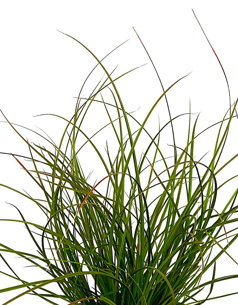 Carex testacea 'Orange Sedge' - The Garden Corner