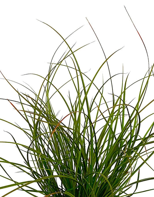 Carex testacea 'Orange Sedge' - The Garden Corner