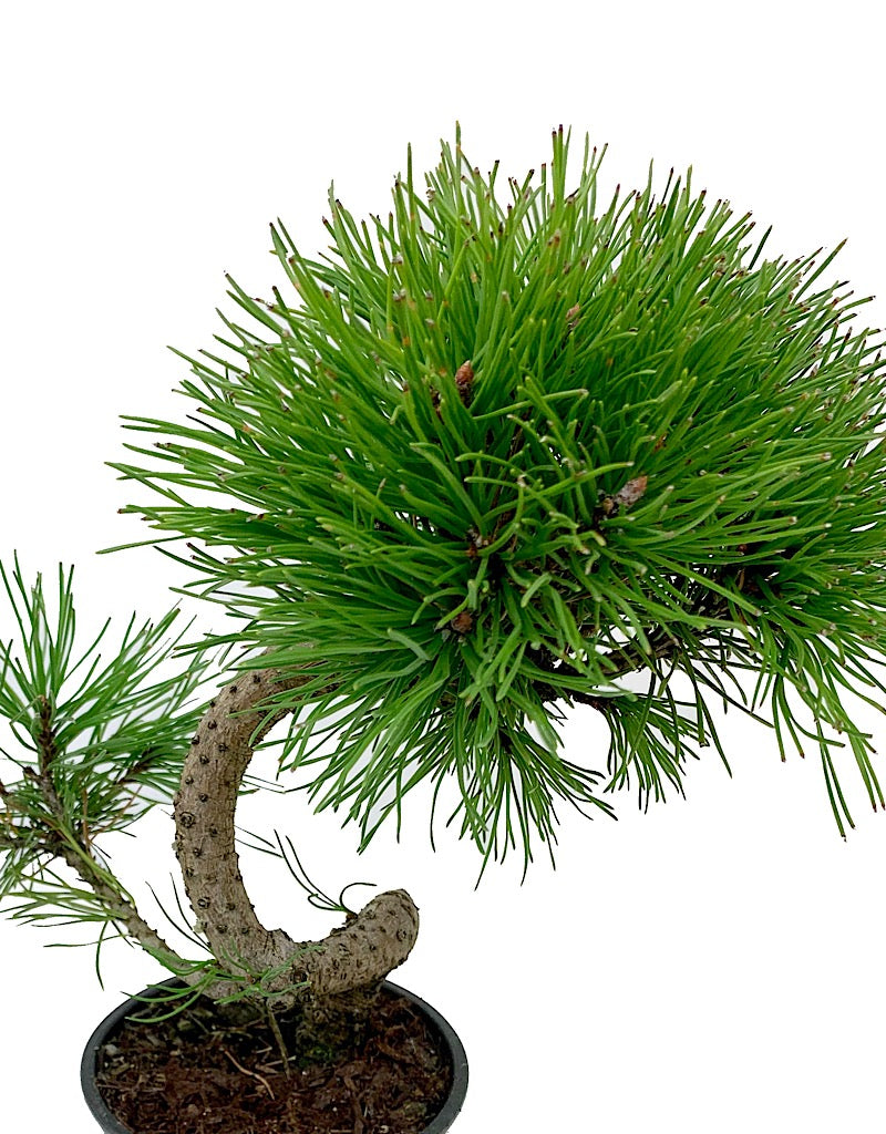 Pinus mugo 'Twisty' 4 inch