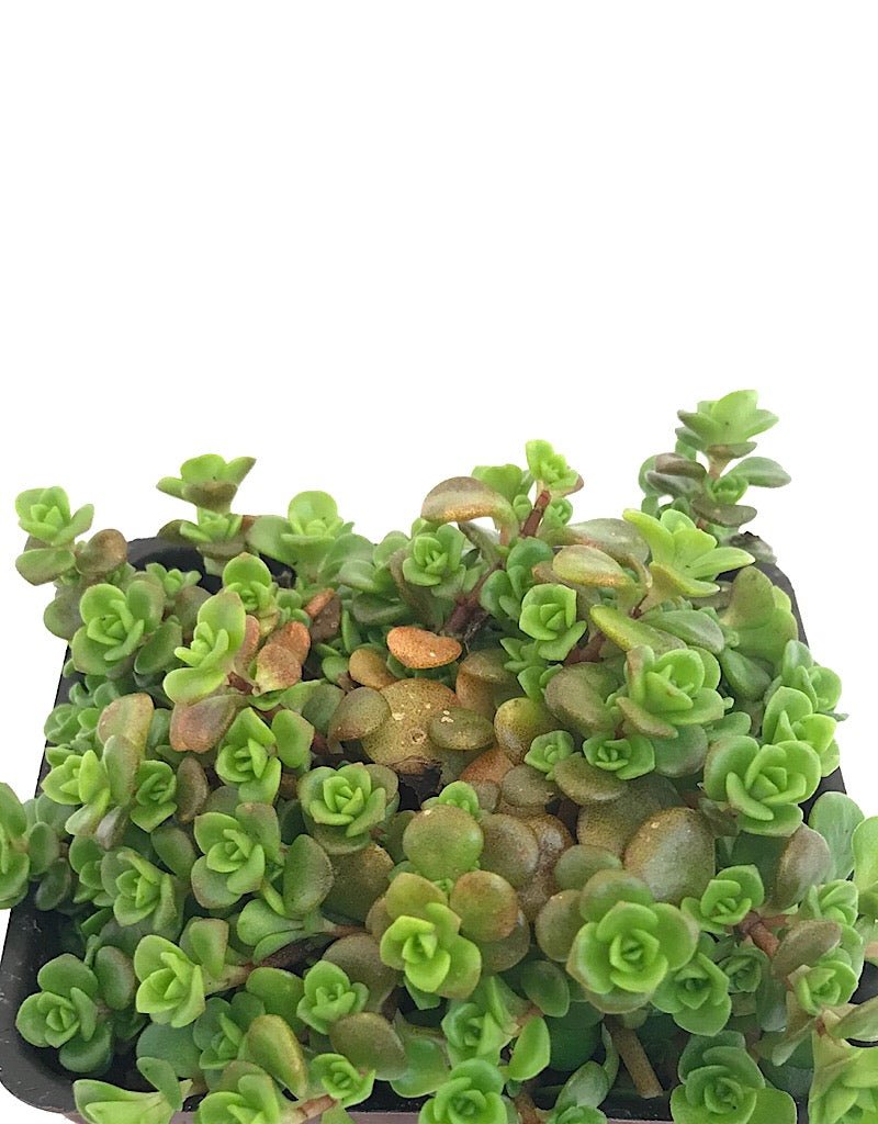 Sedum makinoi 'Limelight' - The Garden Corner
