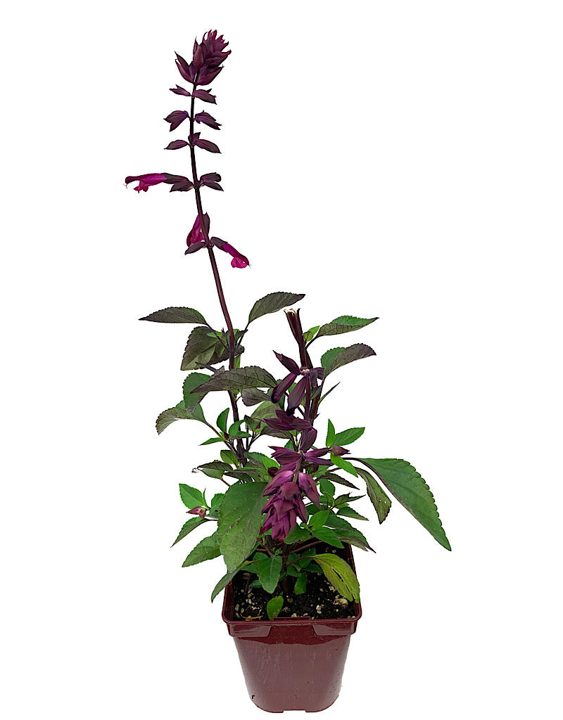 Salvia 'Love and Wishes' Quart