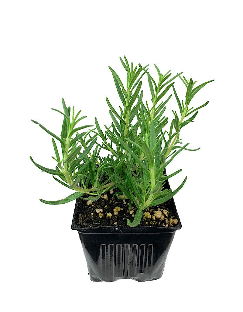 Rosmarinus officinalis 'Tuscan Blue' - Herbs and Vegetables