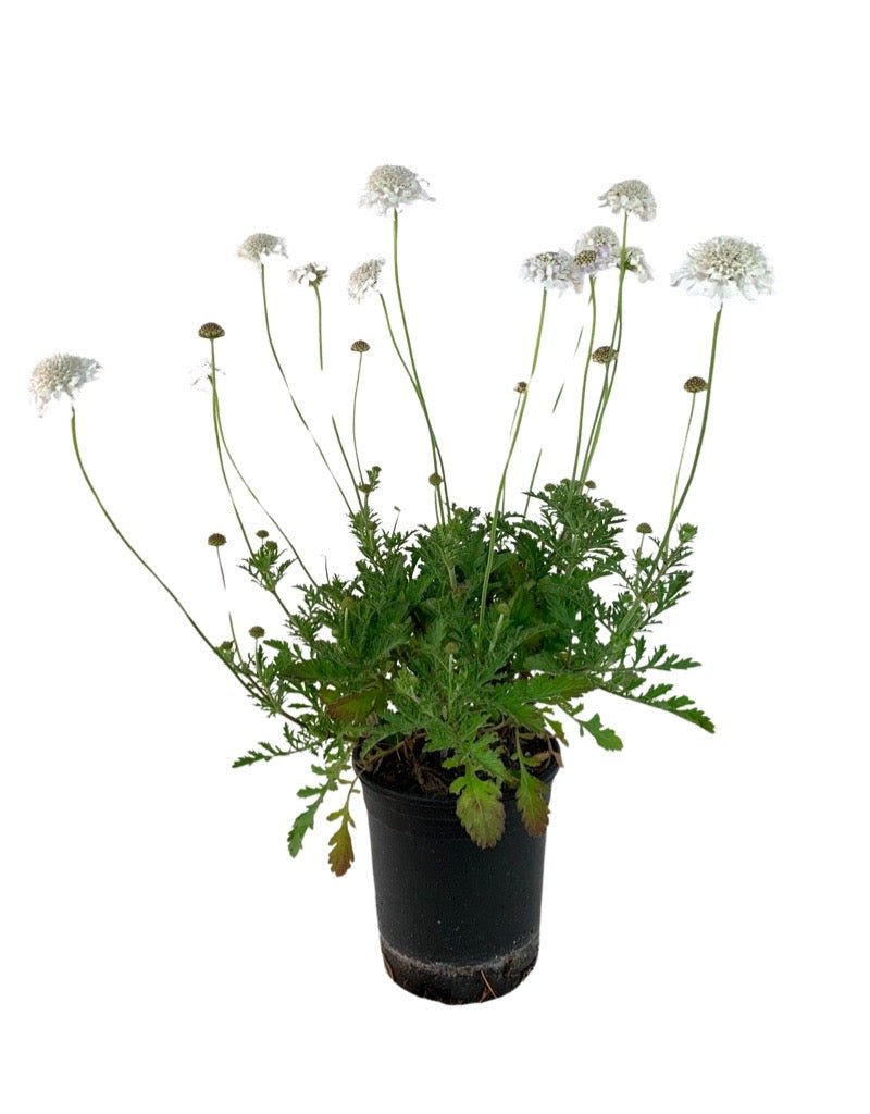 can you plant scabiosa in a pot Scabiosa 'Flutter Pure White' – The Garden Corner