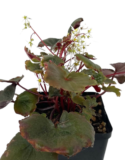 Saxifraga fortunei 'Rubrifolia' Quart - The Garden Corner