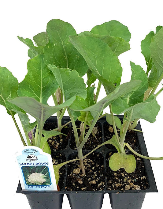 Cauliflower 'Snowcrown' Traypack - The Garden Corner
