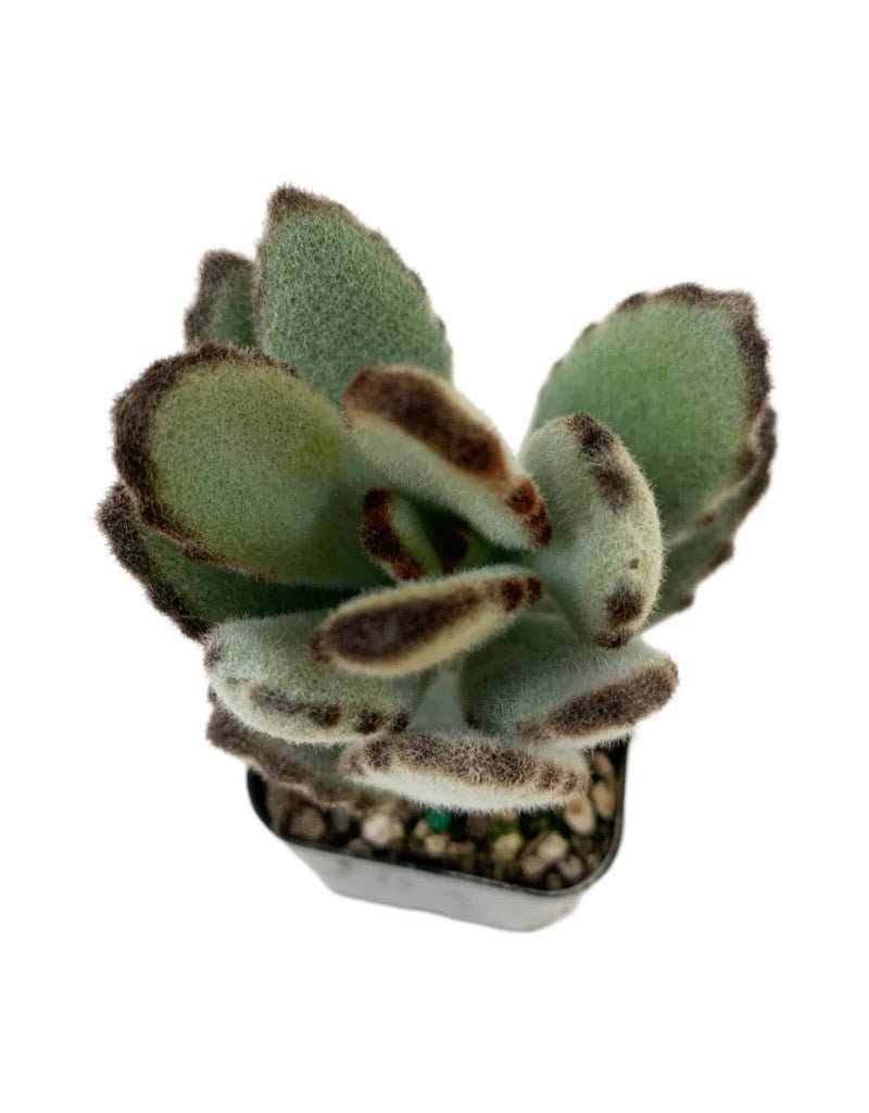 Kalanchoe tomentosa 'Nigra' - The Garden Corner
