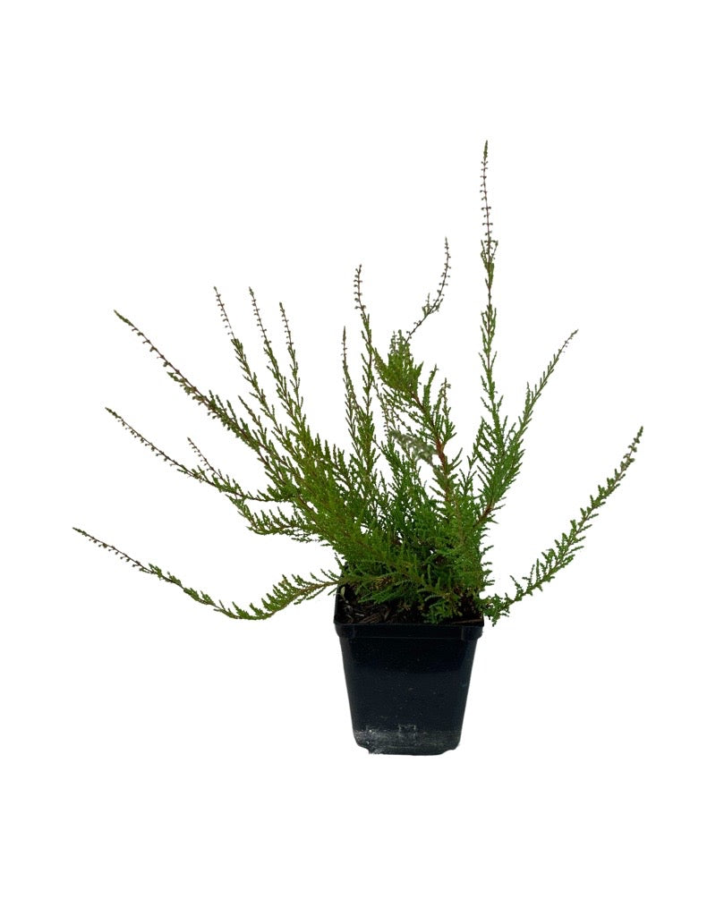 Calluna vulgaris 'Flamingo'