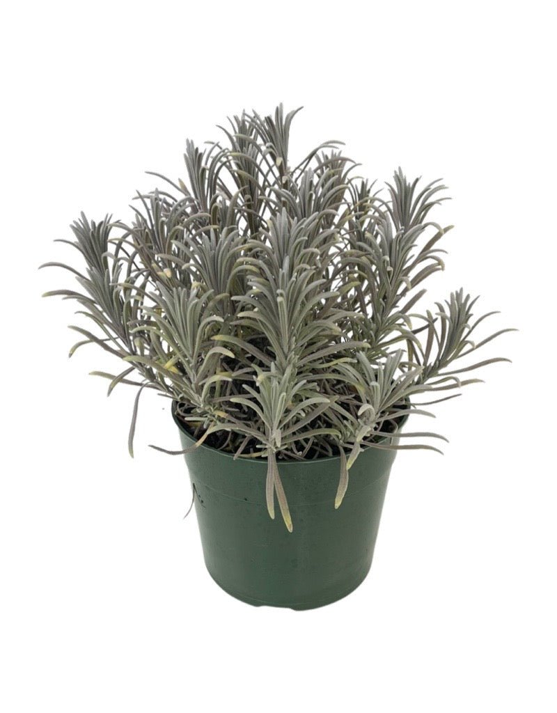 Lavandula x intermedia 'Phenomenal' - The Garden Corner