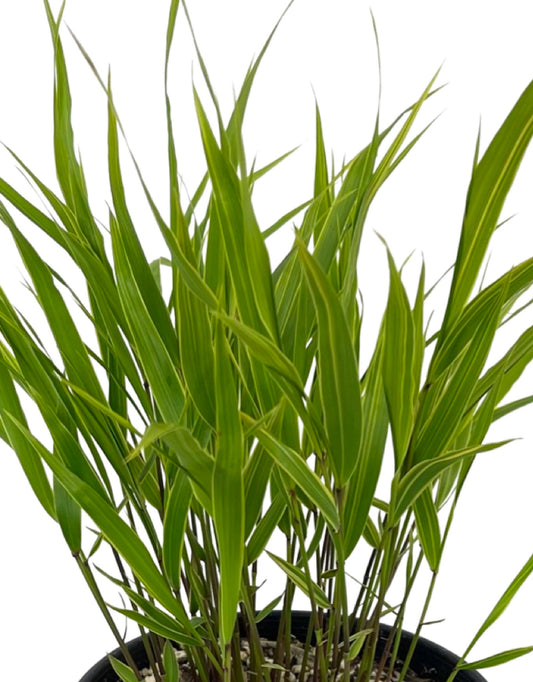 Hakonechloa macra 'Albo - striata' - The Garden Corner