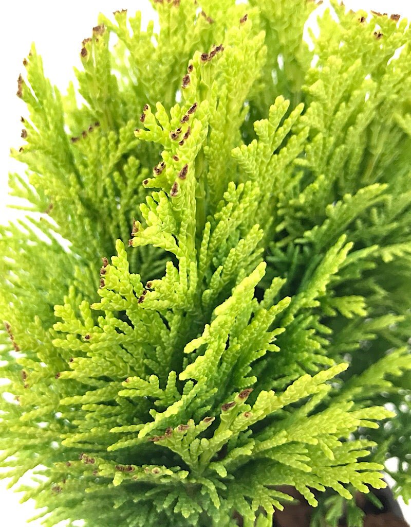 Cham. lawsoniana 'Minima Aurea' - 4 inch - The Garden Corner