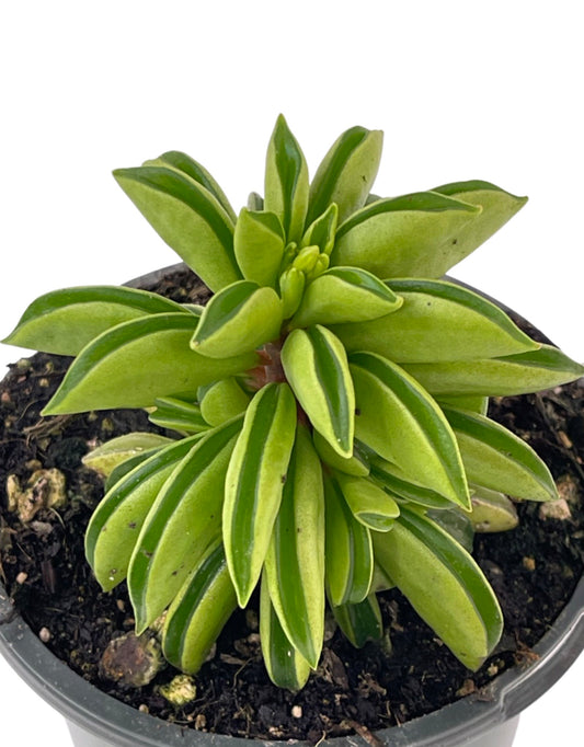 Peperomia dolabriformis 'Firesparks' Quart - The Garden Corner