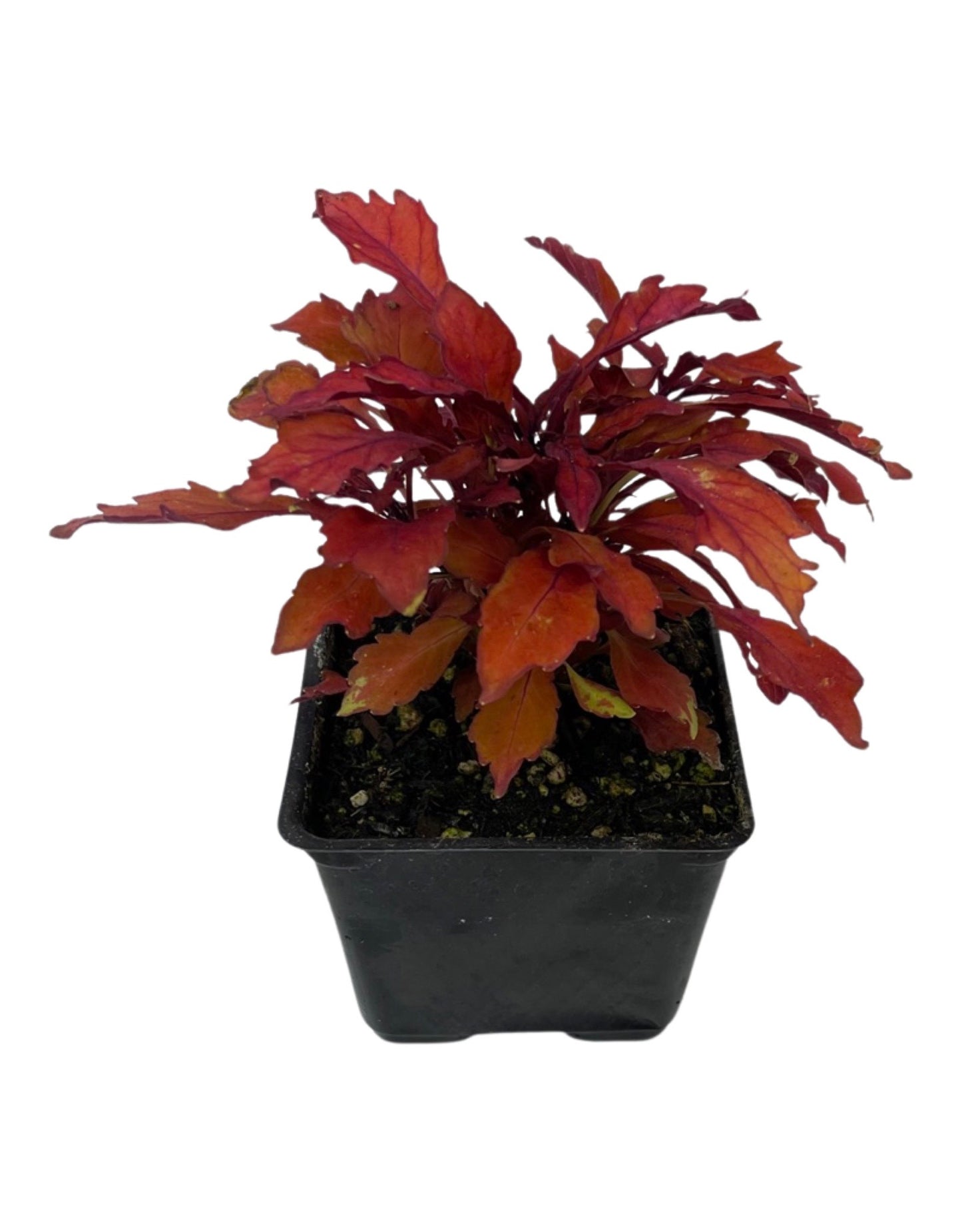 Coleus 'Flame Thrower Habanero'