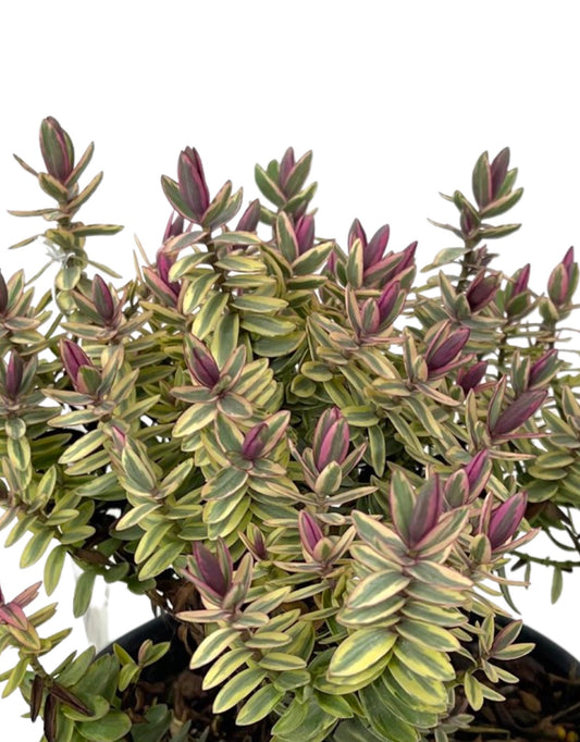 Hebe 'Silver Dollar' - The Garden Corner