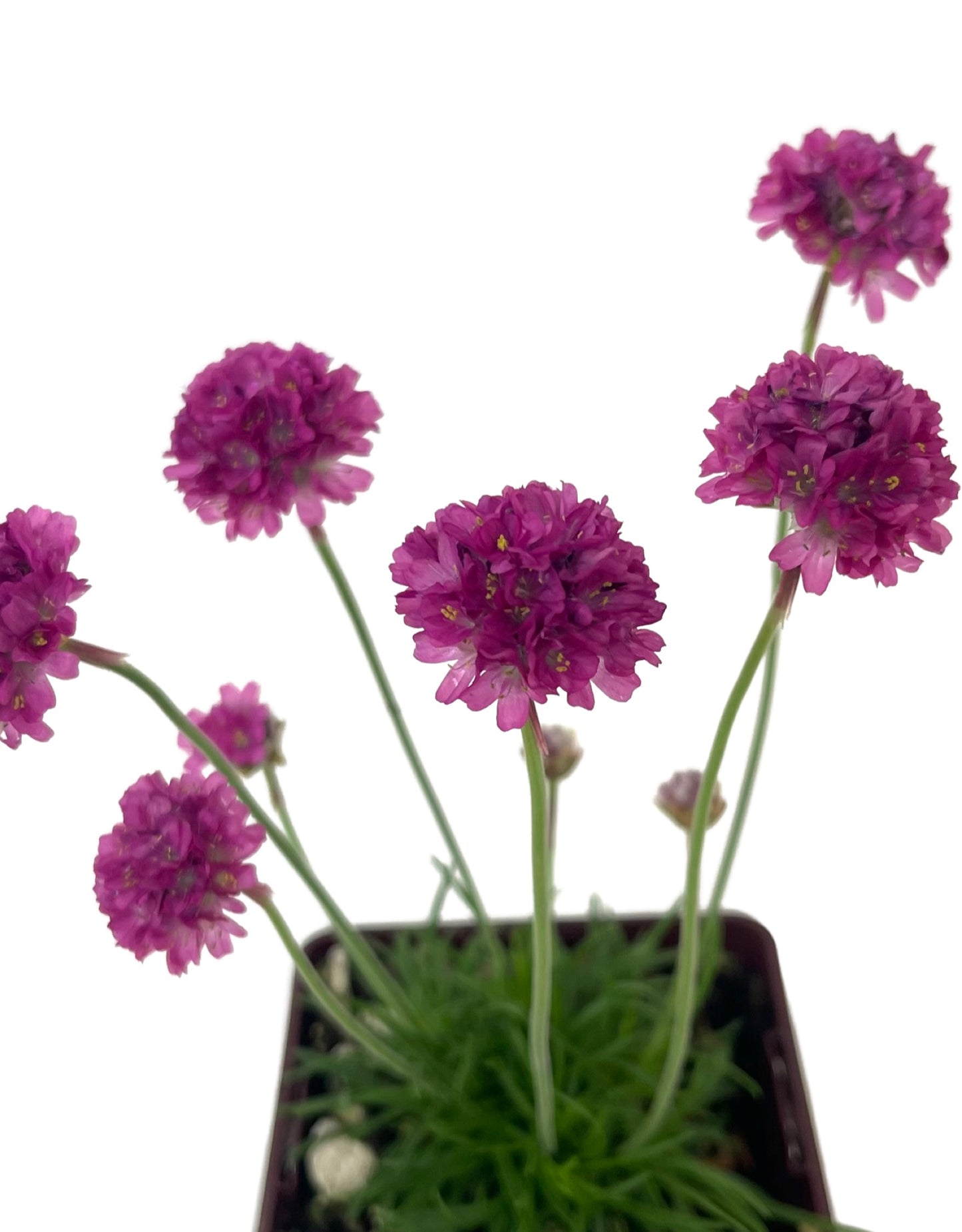 Armeria maritima 'Dusseldorf'