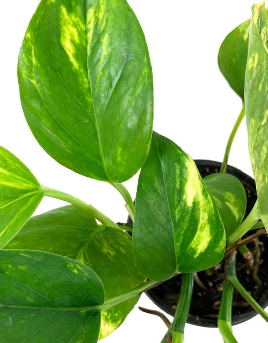 Epipremnum aureum (Pothos) - The Garden Corner