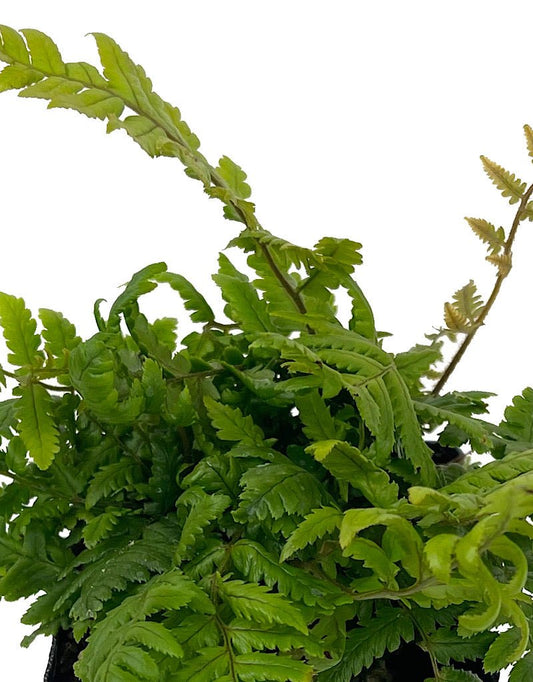 Dryopteris lepidopoda 4 Inch - The Garden Corner