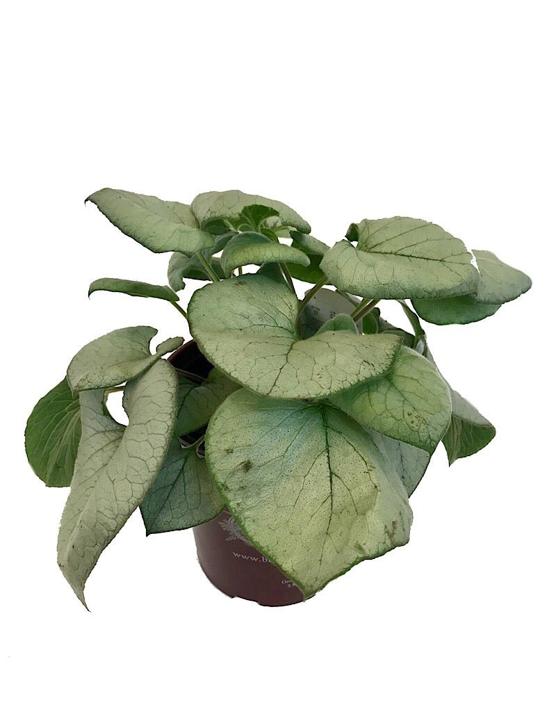 Brunnera macrophylla 'Looking Glass' - Perennials