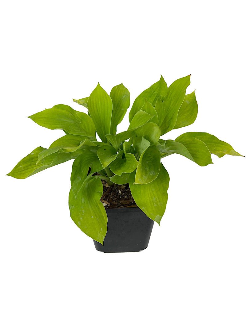 Hosta 'August Moon' - Perennials