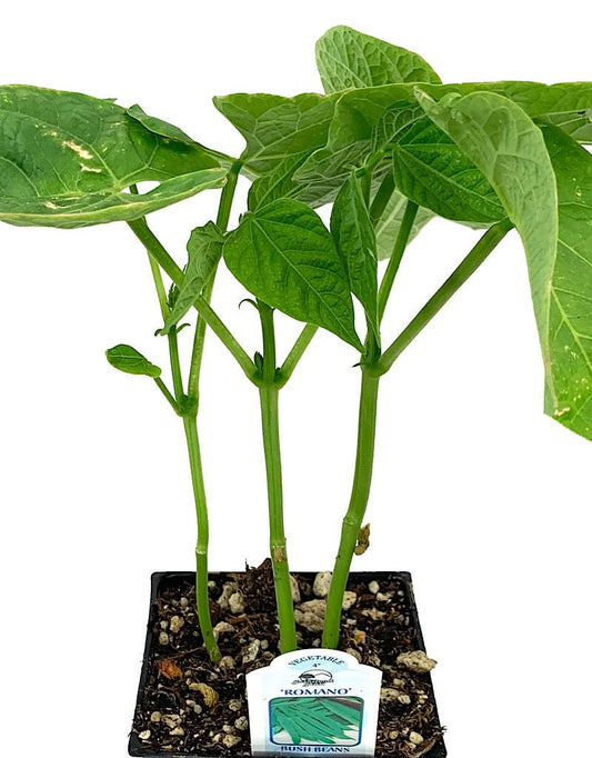 Bean 'Romano Bush' 4 inch - The Garden Corner